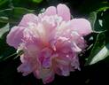 Umbellata Rosea peony photo