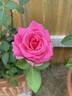 Naga Belle ™ rose photo