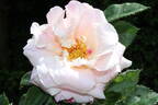 11-21-02 rose photo