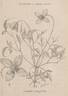 <i>C. orientalis</i> var. <i>tangutica</i> Maxim. synonym clematis photo