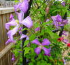<i>Clematis viticella</i> 'Valour' clematis photo