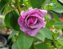 Macho Man rose photo