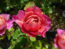 Distant Thunder rose photo