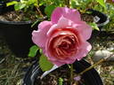 Distant Thunder rose photo