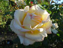 Glowing™ rose photo