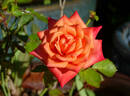 Sweet Revenge rose photo