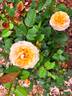 Peach Perfection rose photo