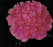 Madame Emile Débatène peony photo