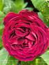Rivers' George IV rose photo
