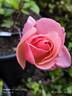 Lorraine Lee Cl. rose photo