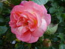Concorde rose photo