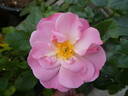Rosenprofessor Sieber ® rose photo