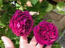 Rivers' George IV rose photo