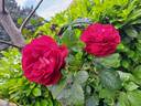 You and Me rose photo