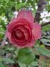 Jubilee Celebration rose photo
