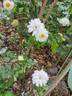 Bordure Blanche ® rose photo
