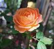 Don Pacello rose photo