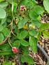 Madame Driout rose photo