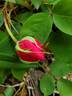 Madame Driout rose photo