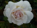 Emily Brontë rose photo