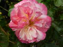 Concorde rose photo