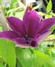 Masa™ clematis photo