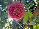 Jubilee Celebration rose photo