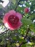 Jubilee Celebration rose photo