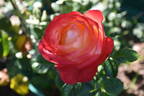 Queen of Hearts rose photo