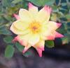 Golden Song rose photo