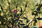 Magic Carrousel rose photo