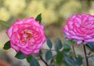 Magic Carrousel rose photo