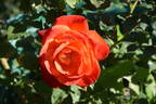 Fruitee rose photo