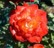 Fruitee rose photo