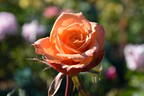 Greg Chappell rose photo