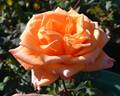 Greg Chappell rose photo