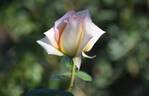 The Lady rose photo