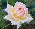The Lady rose photo