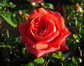Bolongo Bay rose photo