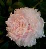 Princess Juliana peony photo