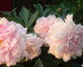 Princess Juliana peony photo