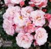 The Prior Rose rose photo