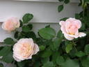 Mary Magdalene rose photo