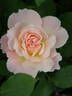 Mary Magdalene rose photo