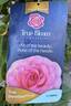 True Devotion rose photo