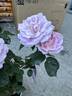 True Perfume rose photo