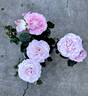 True Perfume rose photo