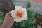 Moonlight in Paris ™ rose photo