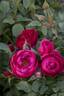 Nitty Gritty™ Pink rose photo