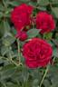 Nitty Gritty™ Red rose photo